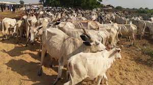Why Fulanis Worldwide Are Against Anti Grazing Law-All. Bodejo