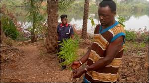 NSCDC discovers Indian hemp farm in Anambra school