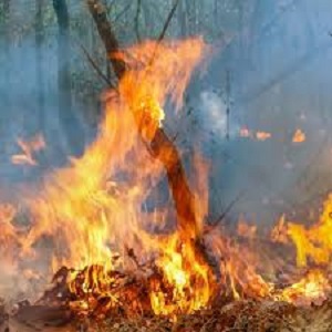 Fire destroys economic crops in C/River communities