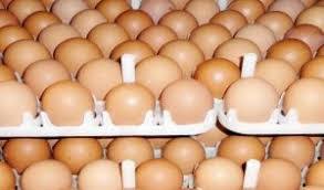 Gombe egg dealers seek more investment in poultry farming