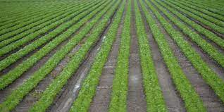Wet Season Farming: FG to distribute farm inputs to farmers