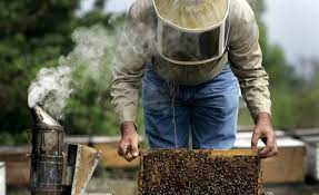 NGO trains 60 unemployed Nigerians on bee farming