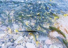 China employs 546 “fish guards” to protect ecology in Qinghai Lake
