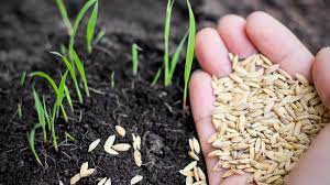 Climate change: NEMA advises famers to plant improved seed varieties
