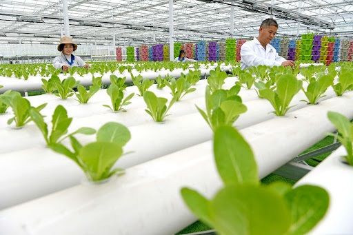 ‘Digital village’ makes agriculture smarter in east China’s Zhejiang