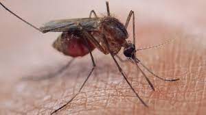 Drug resistance contributes to malaria mortality- Physician