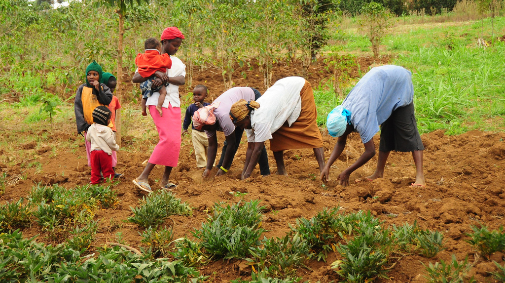 Stakeholders advocate domestication of gender policy in agriculture