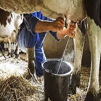 Milk Production: FECA targets production of 6,000 litres per day to boost IGR.