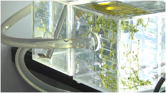 Plant growth experiment well underway in lab module Wentian of China’s space station