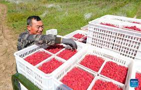 Farmers harvest raspberries in NE China’s Liaoning