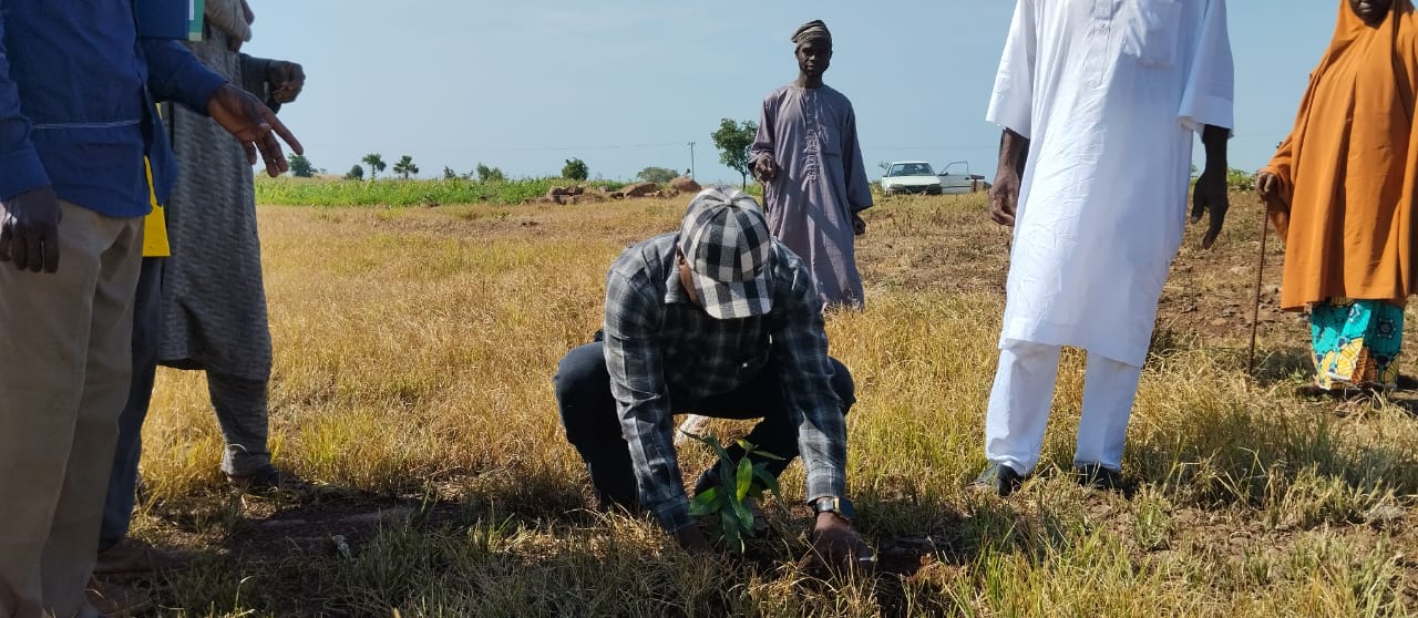 Enviromental Disasters; Borno Govt To Plant 10m seedlings-Council Boss