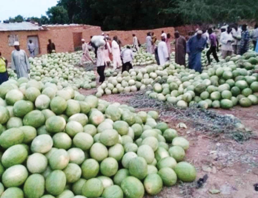 High Demand for Watermelon During Ramadan Boosts Farmers’ Profits