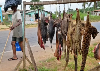 Mpox: Medical expert cautions against consumption of bush meat