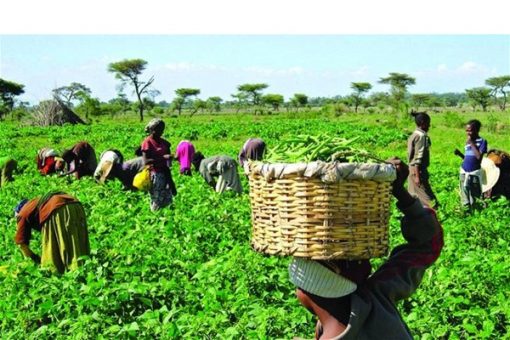 Lagos Empowers Farmers in Alimosho Council