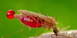 Borno Residents Struggle with High Drug Costs Amid Malaria Surge