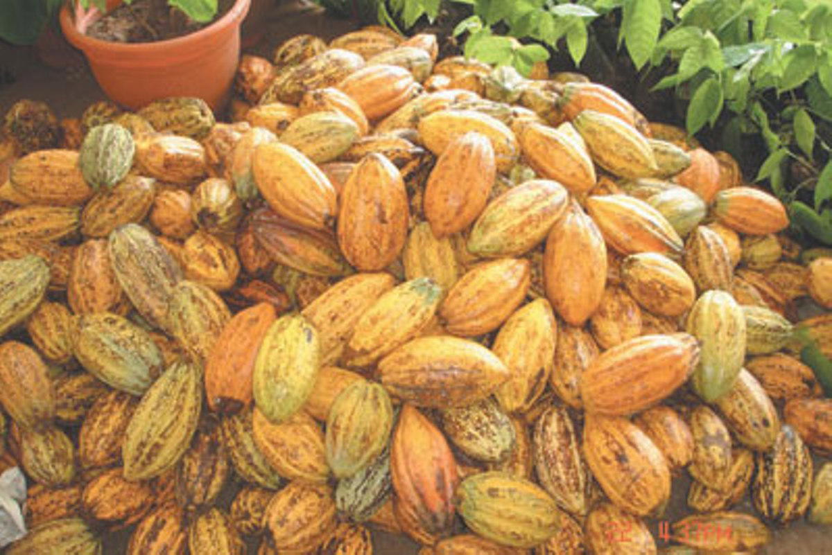 Illegal Cocoa Farmers Destroying Ogun Forest Reserves, Say Timber Dealers