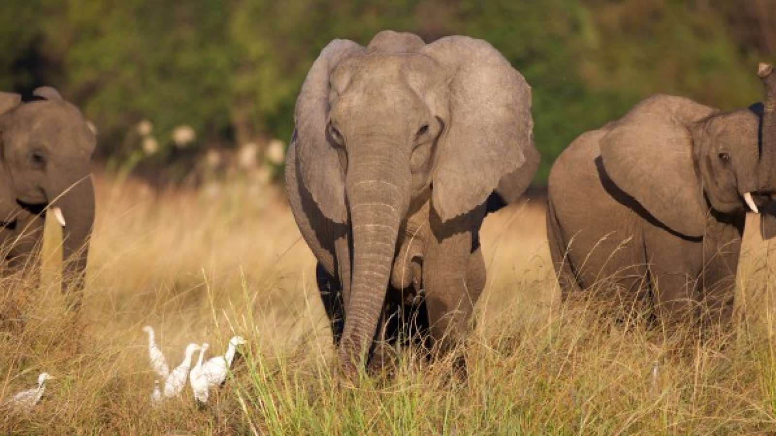 Calm Restored in Borno as Escaped Elephant Returns to Zoo