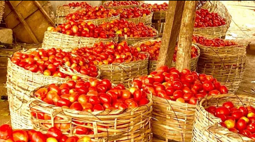 Tomato Farmers Seek Federal Government Intervention to Curb Post-Harvest Losses