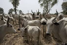 N11.8bn budget low for Livestock ministry take- off – NASS…wants clear- cut from Agric ministry