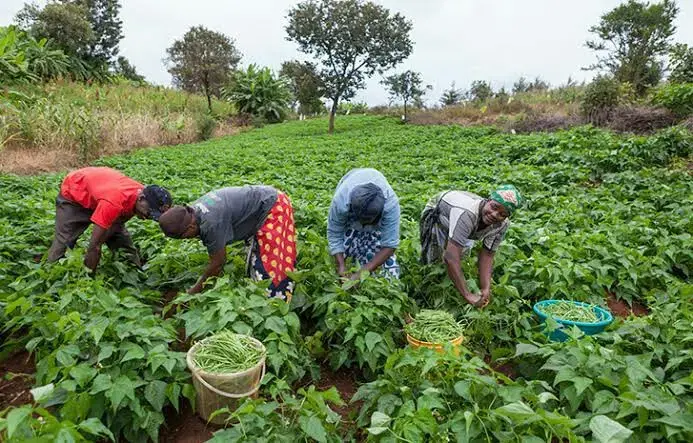 FG Distributes 2.1 Million Bags of Fertilizer to Farmers to Boost Food Security