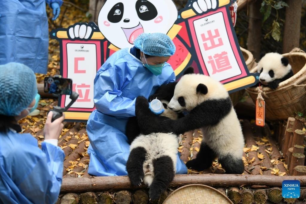 Making giant panda conservation accessible: Chengdu’s science education team in action