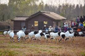 Birdwatching and beyond: booming ecotourism in E China’s Jiangsu